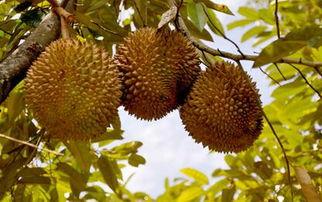 怎样种植国产榴莲视频