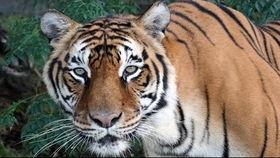 国产老虎游泳视频在线,水中猎手风姿绰约