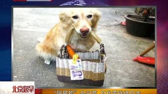 国产明星狗狗是谁啊视频,视频揭秘网络红犬风采