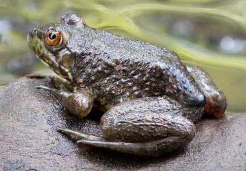 牛蛙中国产量多少斤啊视频,年产量达多少斤？