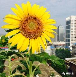 国产向日葵好养吗视频,轻松养出美丽花朵